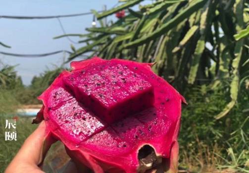 辰颐物语代理怎么加盟,辰颐物语代理方法