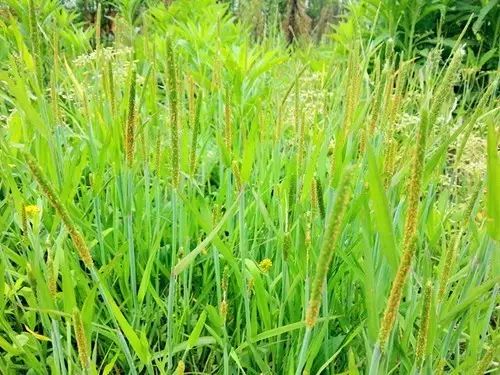 那些常见却叫不上名字的野花野草,常见的野花野草却是农家之宝