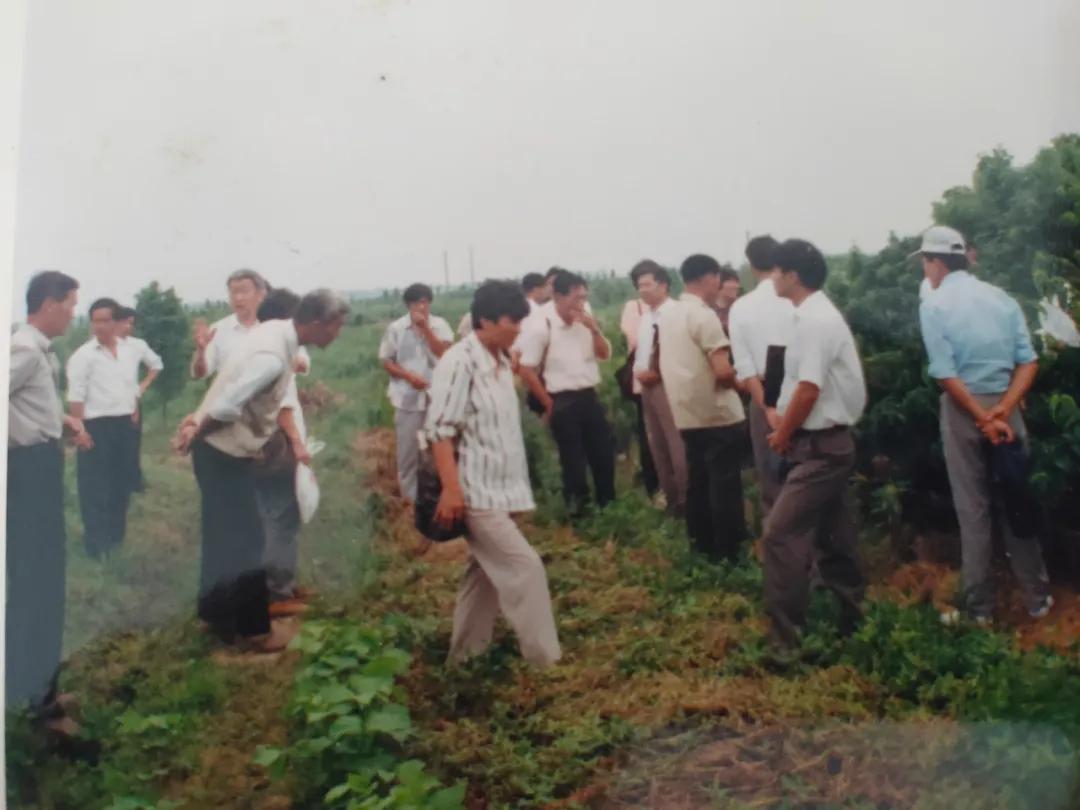 8424西瓜的技术秘密,8424西瓜试验了多长时间