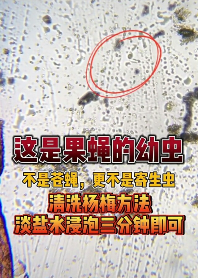 杨梅有农药味道怎么洗,杨梅里面的虫子真的能洗干净吗