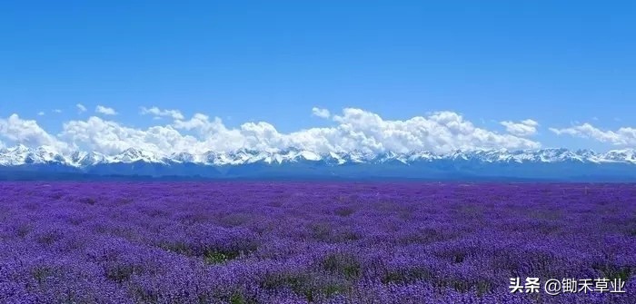 抹不去的记忆-狭叶薰衣草