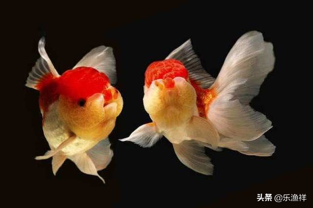 金鱼不能吃什么原因,金鱼到底能不能吃