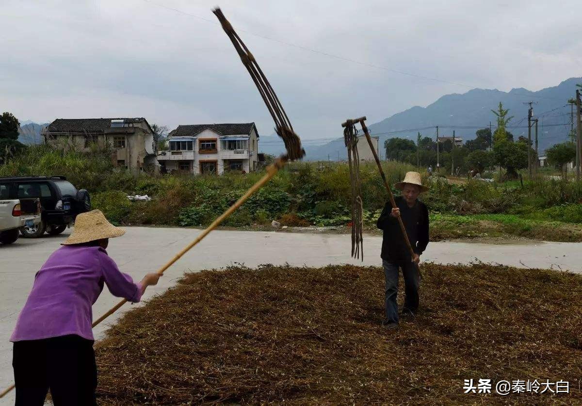 连枷是谁发明的,连枷农具安徽六安叫法