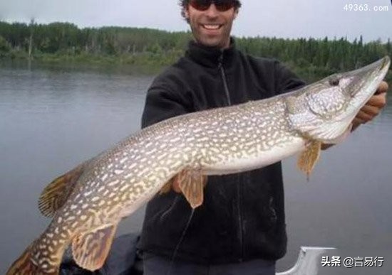 可以养的凶残的淡水鱼,世界十大凶猛淡水鱼