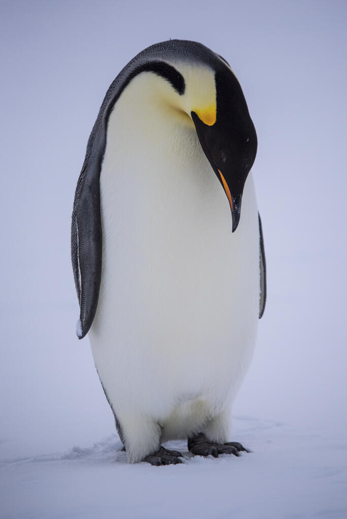 缇庡浘娆ｈ祻鍚儏鑴夎剦,缇庡浘ai娣峰壀