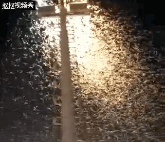 夏天最爱登门拜访惠州人的虫子，满屏全都是惊吓