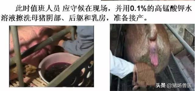 母猪难产用手掏过还能继续喂吗,母猪难产用脚踩哪个部位最合适