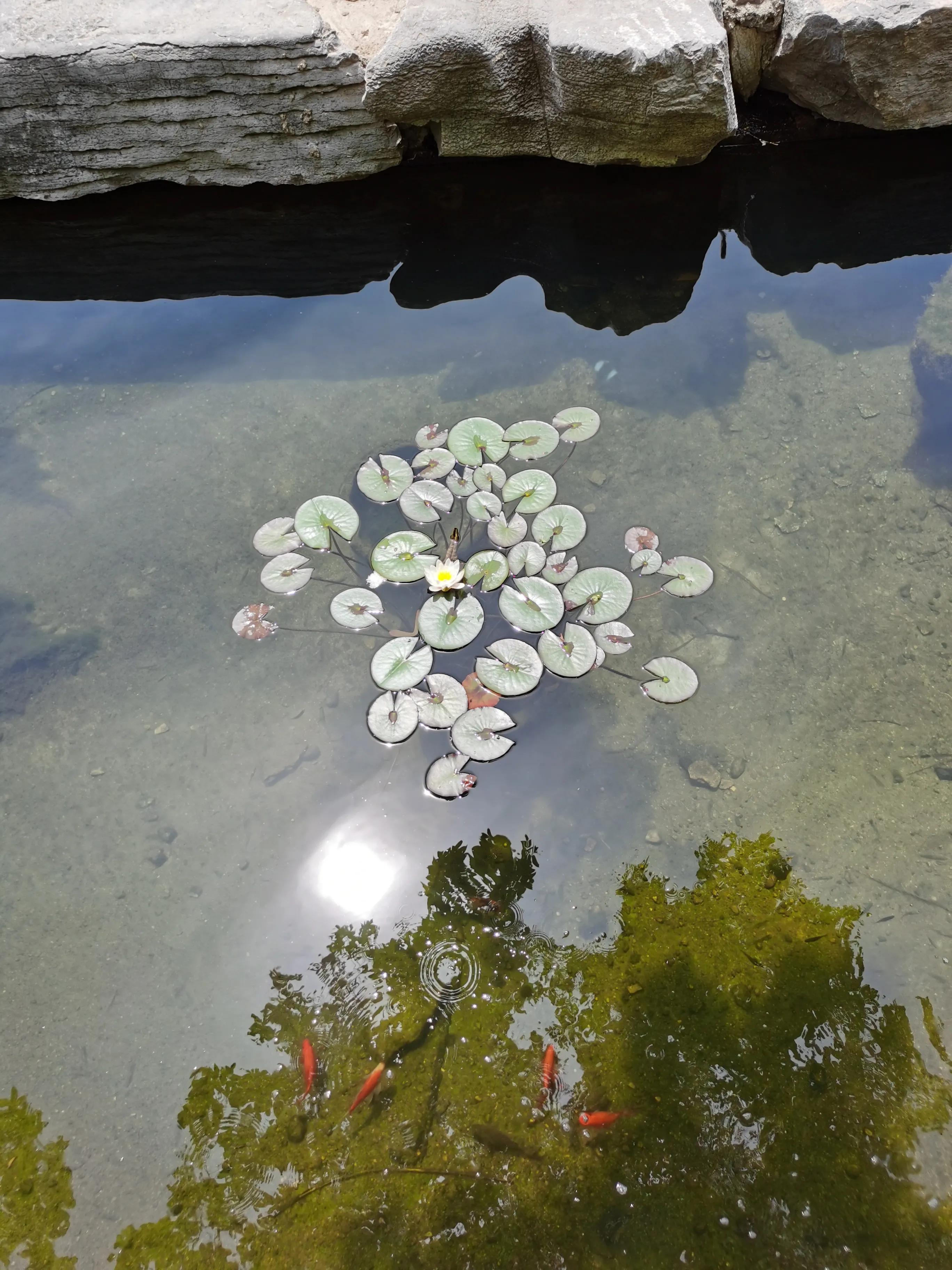 威海羊亭公园牡丹花开了吗,威海羊亭公园二期