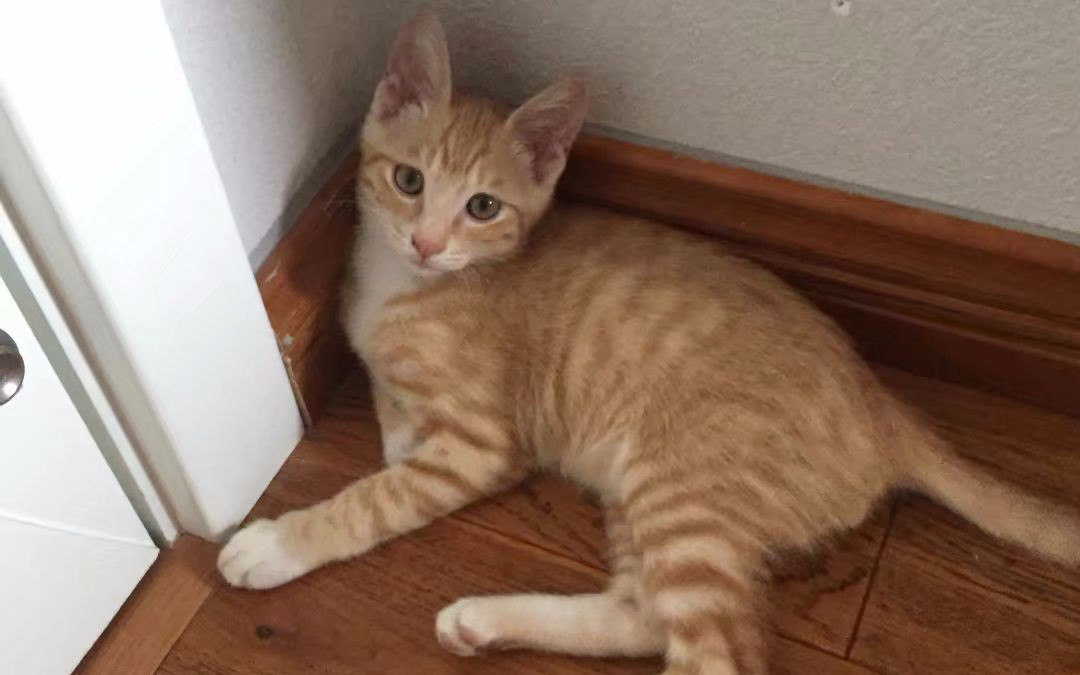 美短虎纹猫和中华田园猫的区别,这些名贵的中华田园猫你都知道吗