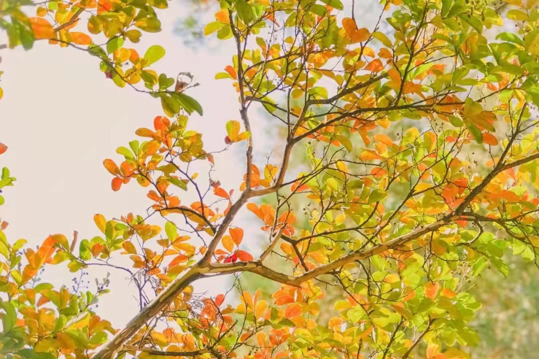 春夏秋冬最美的四首古诗词,最美的初冬七绝古诗