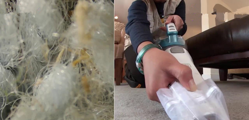 家里除螨虫最好的神器,螨虫清除神器是否能清除螨虫