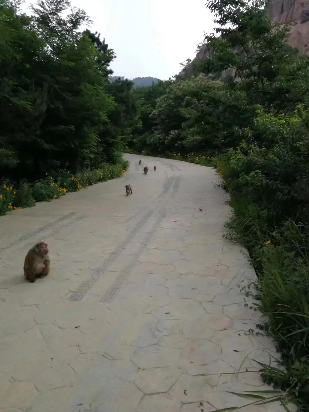 曲阜九仙山烤全羊,五莲九仙山风景区烤羊