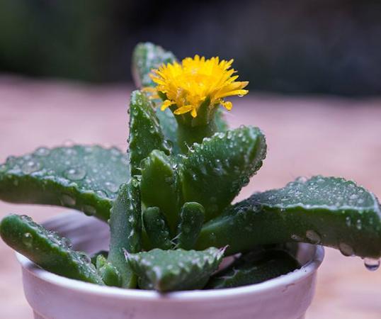 多肉四海波的图片,多肉植物四海波价格