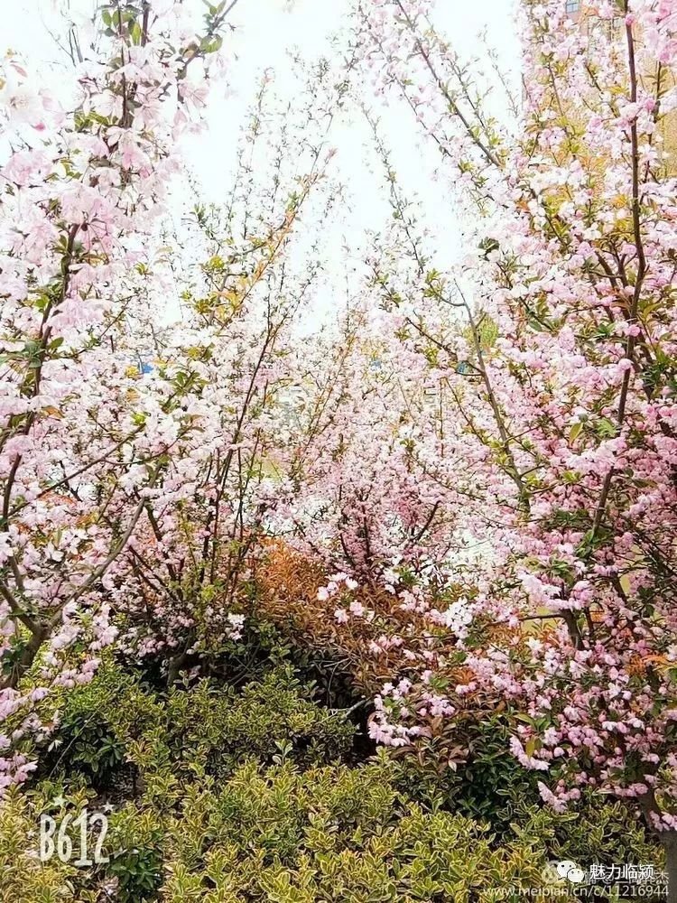 临颍人原创作品：旖旎海棠红