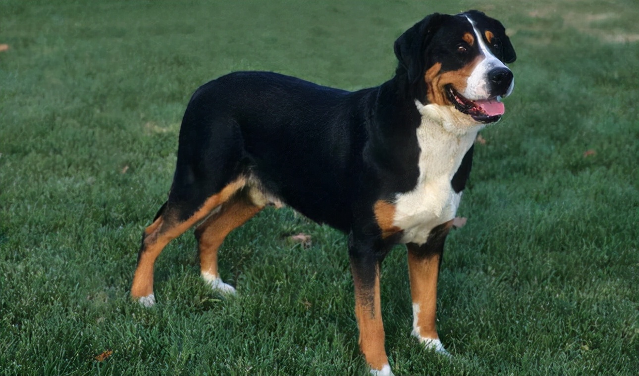 狗狗品种大全及介绍了解一下,狗狗品种怎么挑选最好看