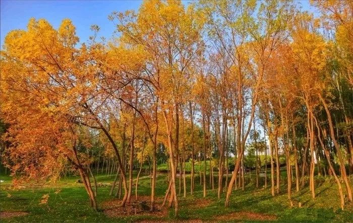 美爆了！让全世界听到，我的名字叫白银！！！