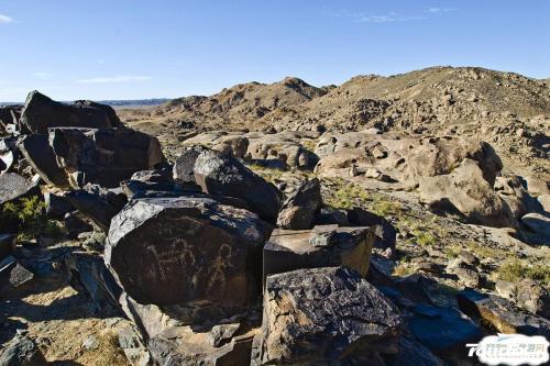 内蒙古阿拉善散养双峰驼,双峰驼是最罕见的动物