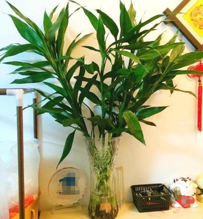 家里养什么花对身体有危害,从风水角度说哪些花不可以家里养