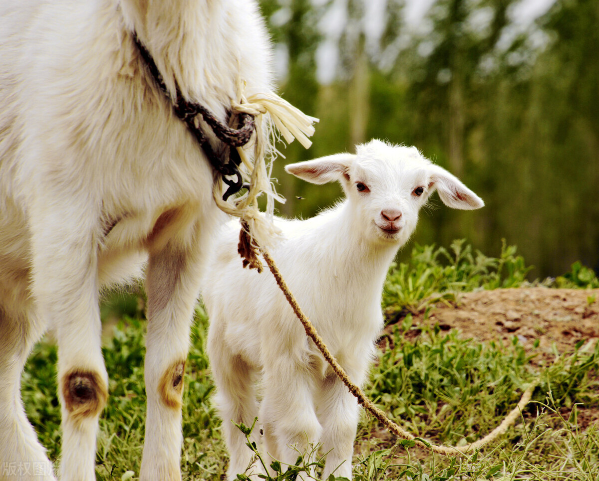试论多胎肉用羊繁育技术