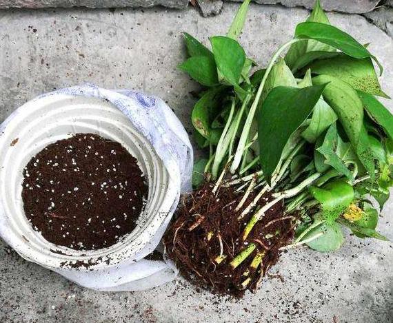 土培绿萝的养殖方法和注意事项,土培绿萝水培方法和注意事项