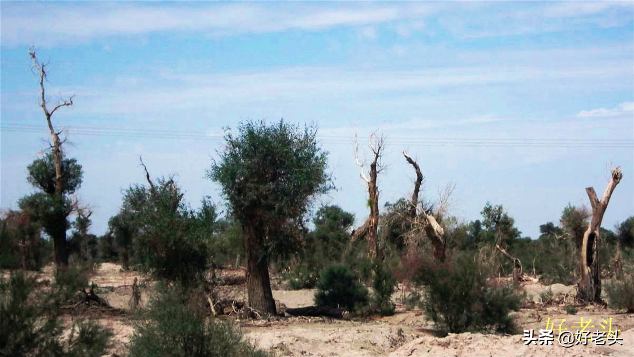 库尔勒轮台胡杨林风景区,胡杨林景区轮台