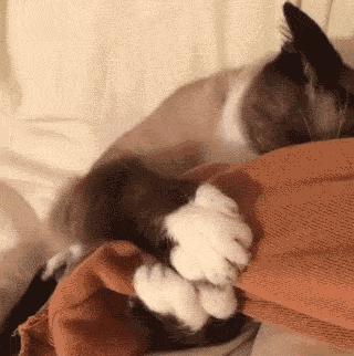 猫咪睡觉的时候发抖打颤怎么回事,猫咪睡觉频繁发抖打颤是怎么回事