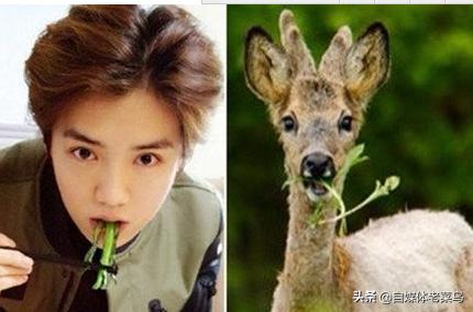 鹿晗明星关系,明星对鹿晗公开恋情的看法