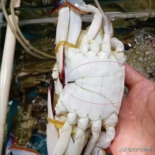 海鲜市场都有什么海蟹品种,青岛市场帝王蟹种类