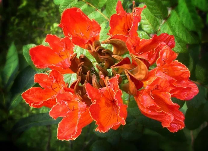 100种常见观叶植物图鉴史上最全,农村常见的100种植物