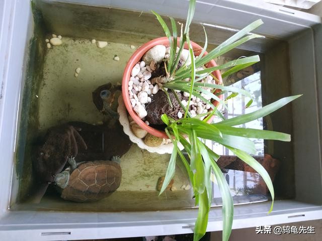 恒温箱养龟怎么冬眠,恒温养龟怎么降温冬眠