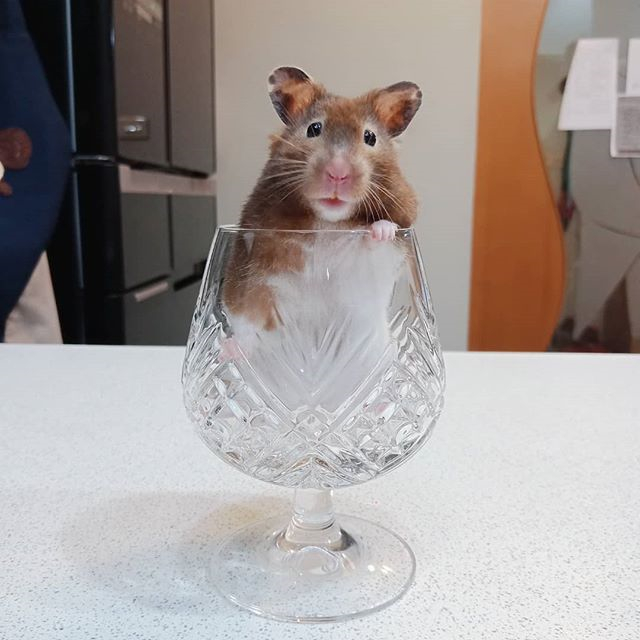 仓鼠颊囊里有食物还需要喂吗,避免仓鼠颊囊长期储蓄食物的方法