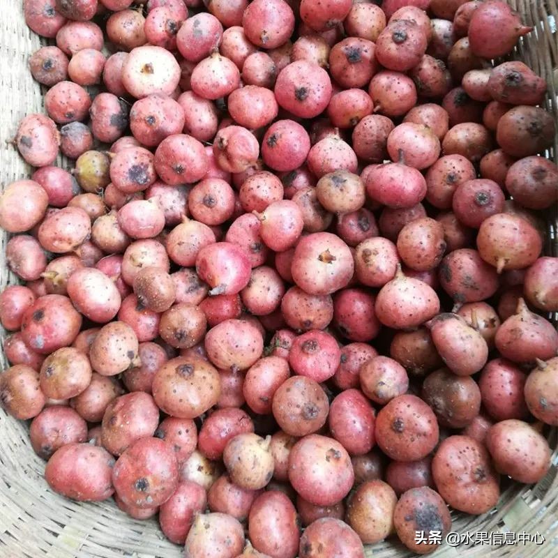 国内好吃的热带水果有哪些,小众水果推荐