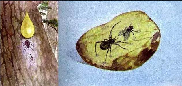 史无前例！一滴松脂让2只“交配”的苍蝇，4100万年后成围观对象