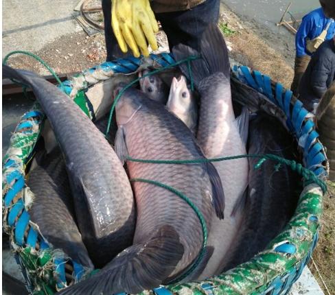 它是四大家鱼之一，嘴里含宝石，生长快个头大，如今却少有人养殖