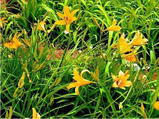 黄花菜杀青烘干,黄花菜用什么药杀青
