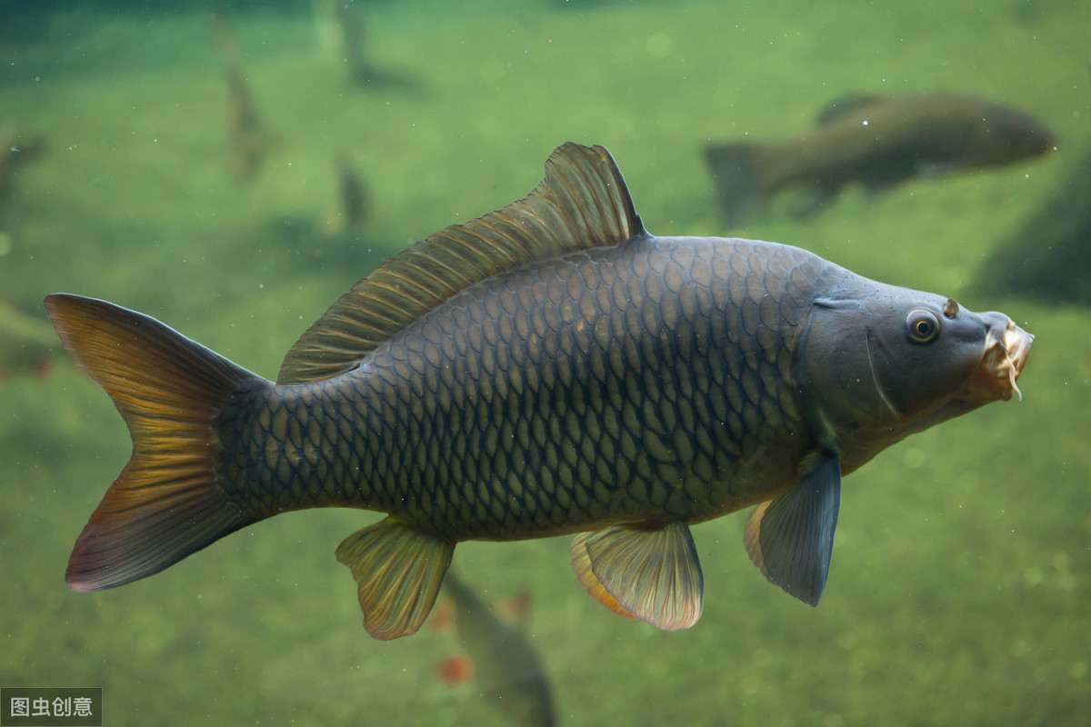 市面上的曲酒有哪些可以泡窝料,泡窝料专用药酒