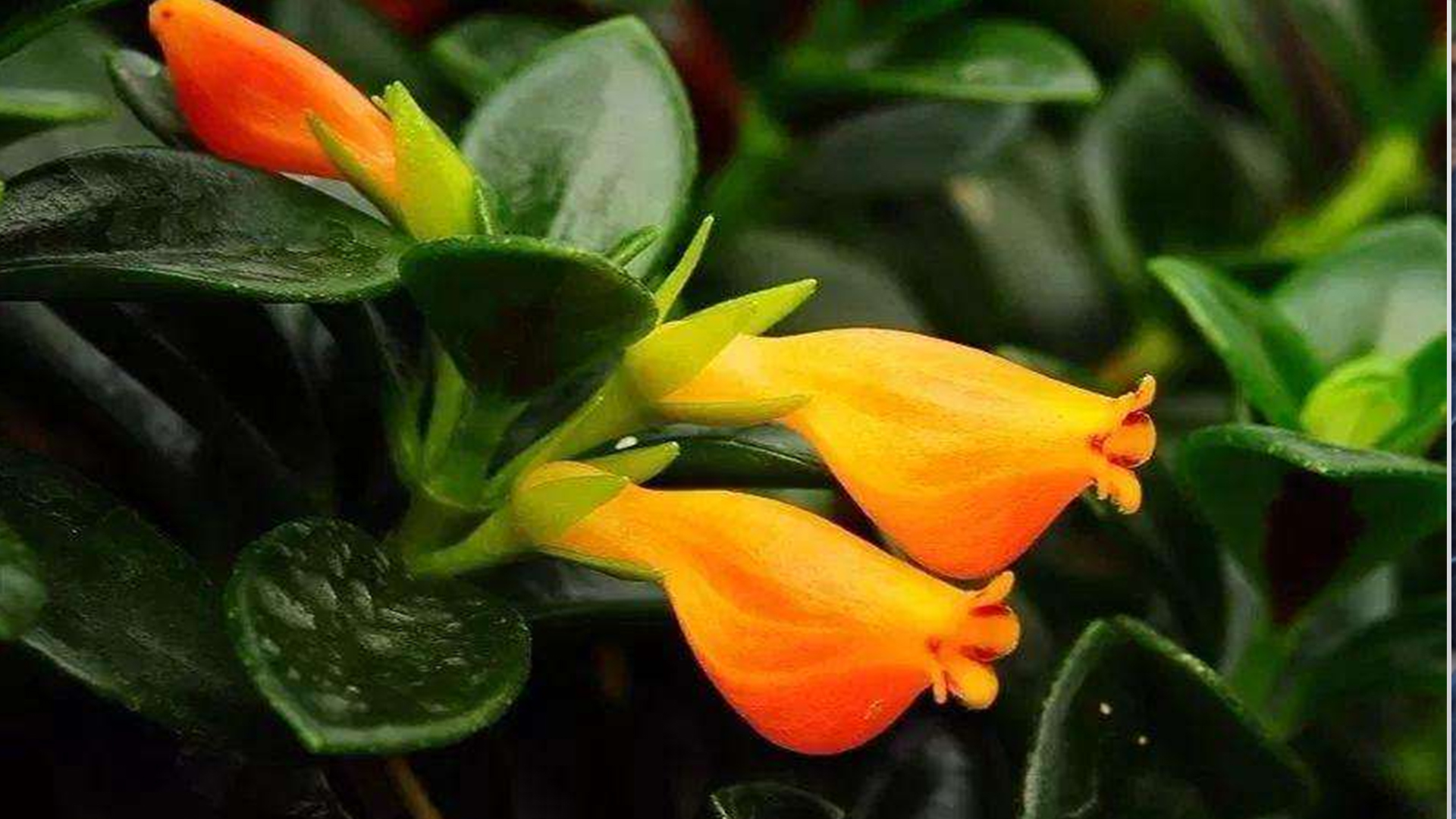 金鱼吊兰怎么养护能发新枝多开花,金鱼吊兰冬天怎样养才能花开爆盆