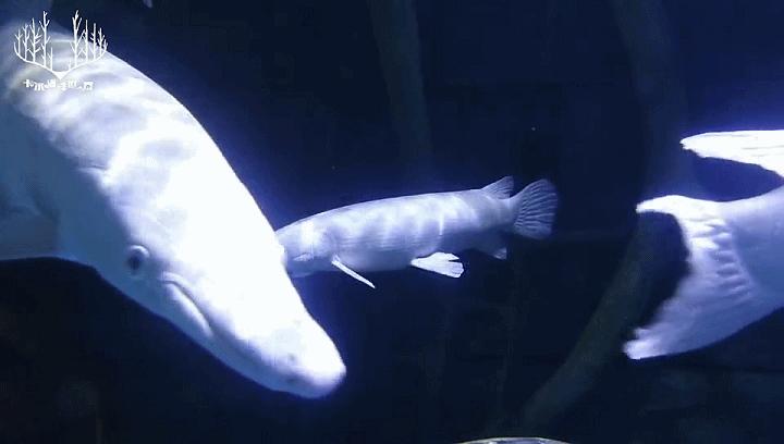 十大凶猛的淡水鱼鳄雀鳝,十大凶猛淡水鱼鳄雀鳝