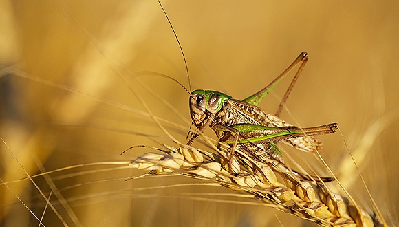 古代的灾难是从天而降吗,古代如何应对灾难