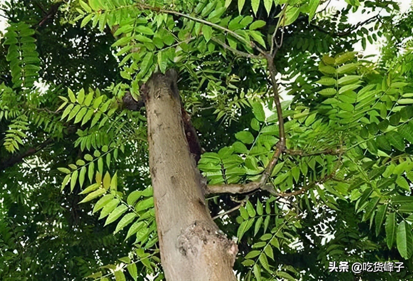 怎么区分香椿和臭椿的区别图,怎么分清香椿和臭椿的区别图片