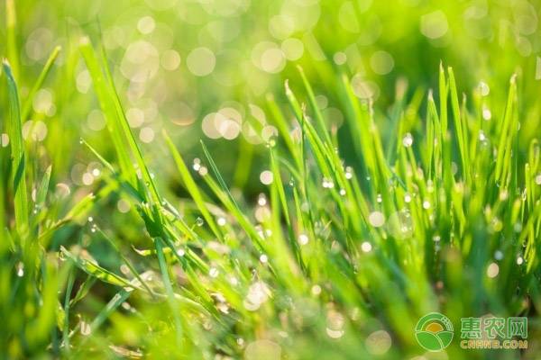 春分节气农业上有啥要注意的,春分节气农事视频