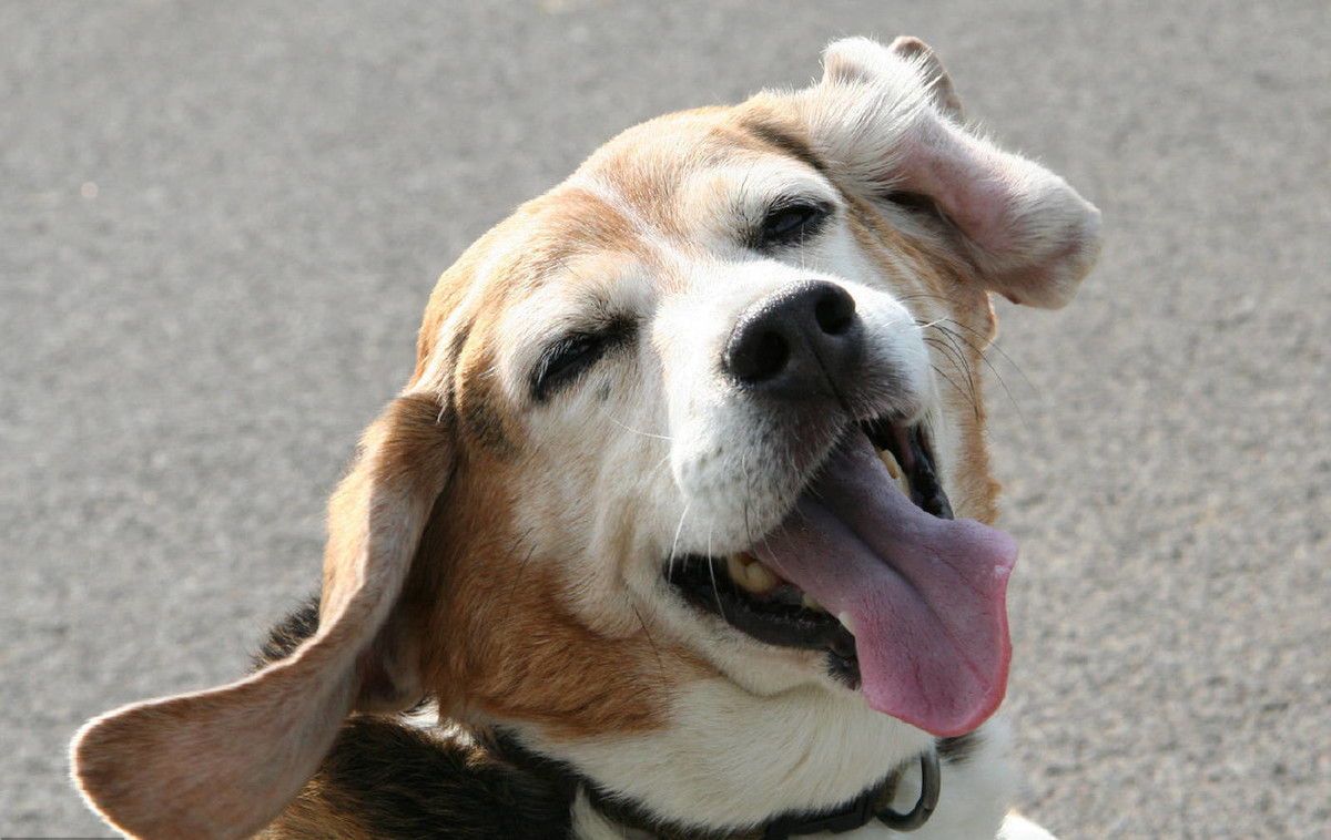 狗生仔要注意些什么,老狗生小狗要什么条件