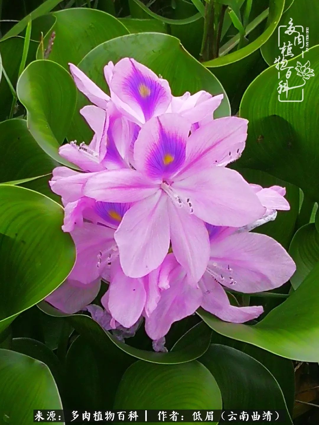 多肉看多了审美疲劳，今晚上点不一样的野味