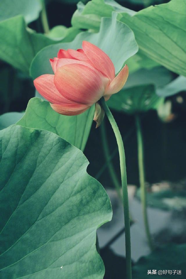 佛说爱情经典句子佛语禅心,佛家关于放下爱情的句子