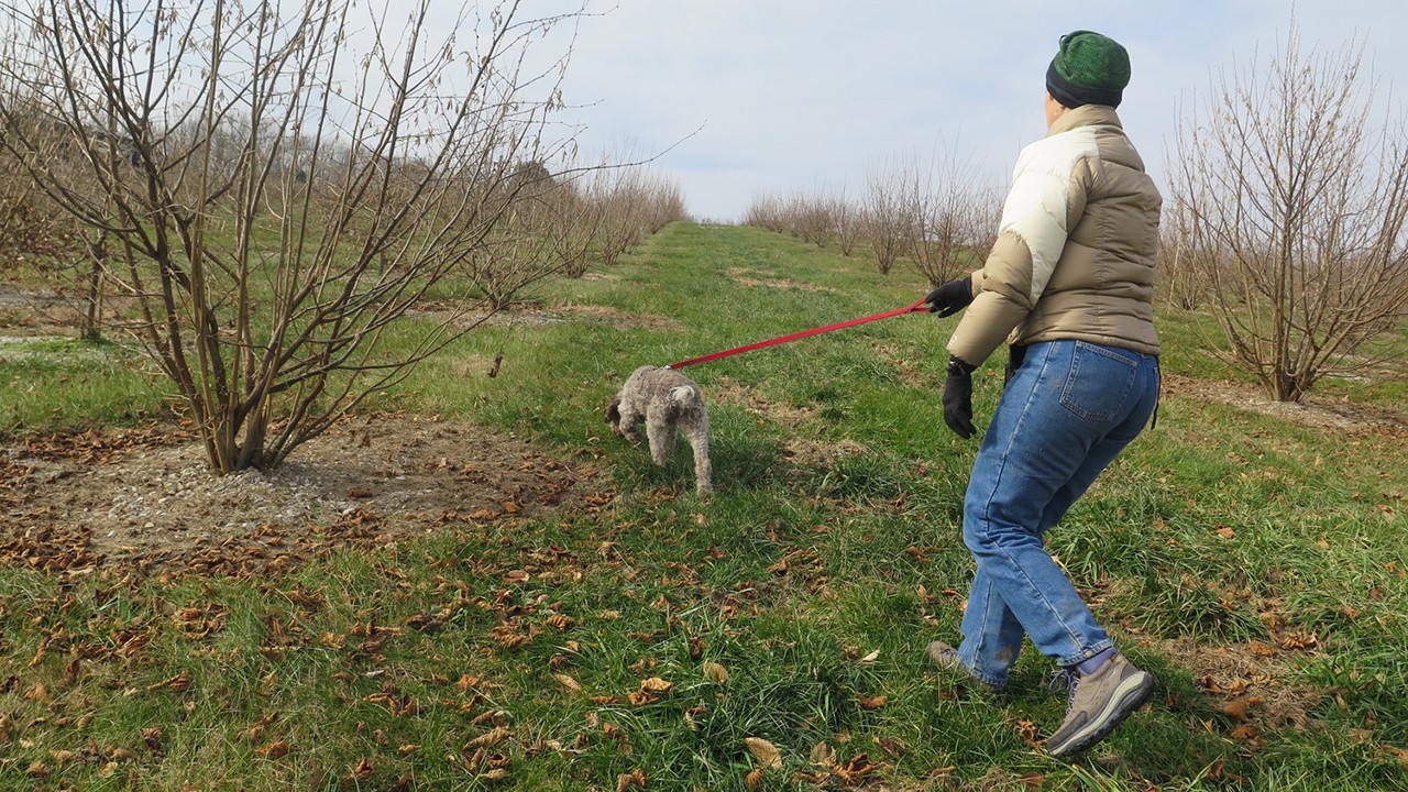 世界最贵蘑菇品种,世界上最贵蘑菇多少钱