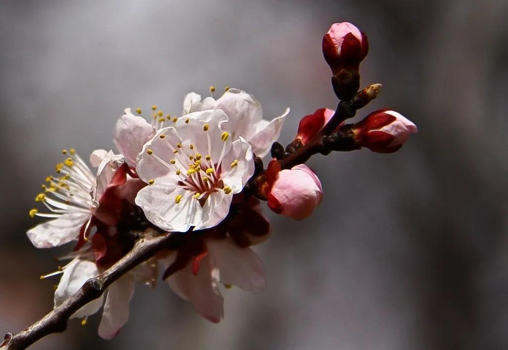 自古咏梅诗词无数，最爱毛主席这句待到山花烂漫时，她在丛中笑