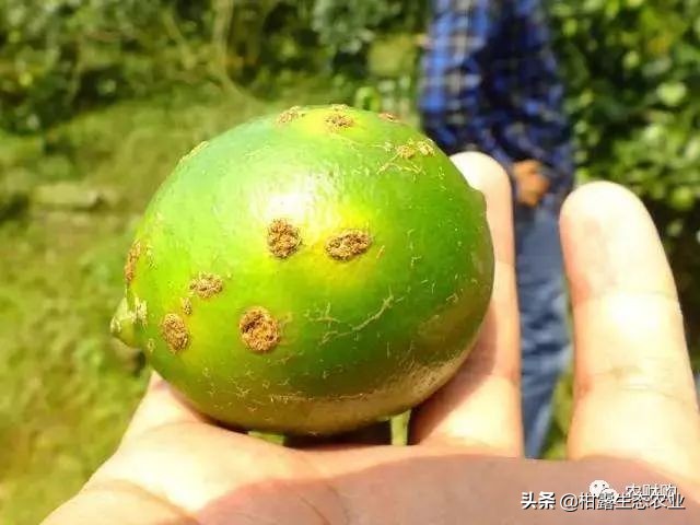 作物虫害识别大全图谱,果园物理防控虫害的方法