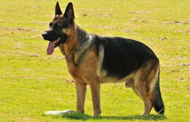 宠物狗品种大全热门宠物排行,长耳朵黑黄宠物狗是什么品种