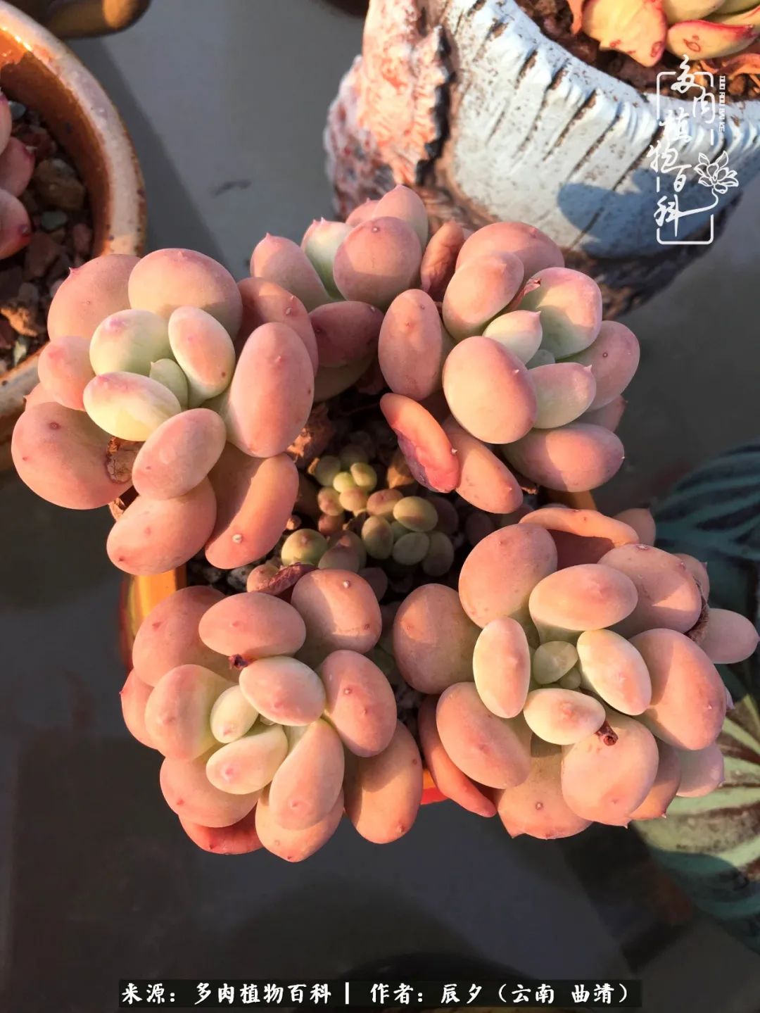 缂辩换鏃栨棊钁宠暏鐢熼,缂辩换鏃栨棊钁宠暏鐢熼鍑哄