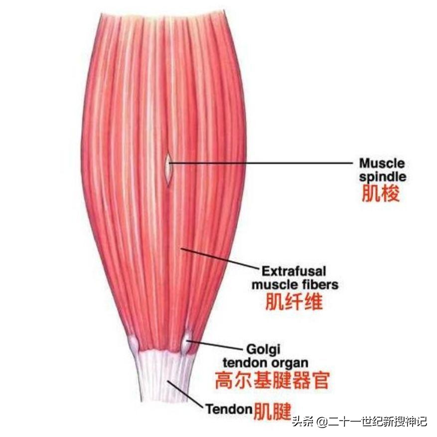 人体未解之谜第六感,人体七大未解之谜